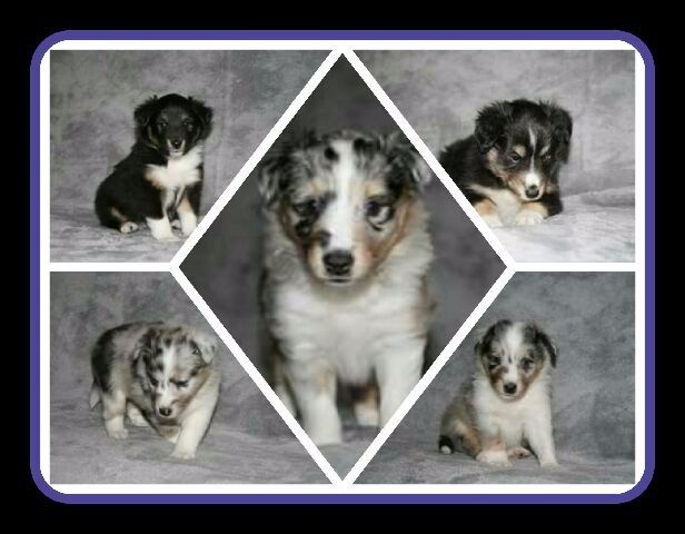 Chiot Shetland Sheepdog De passamakody